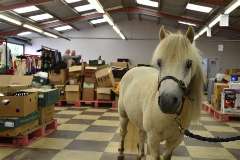 Mare and Foal Sanctuary Brixham Charity Shop.